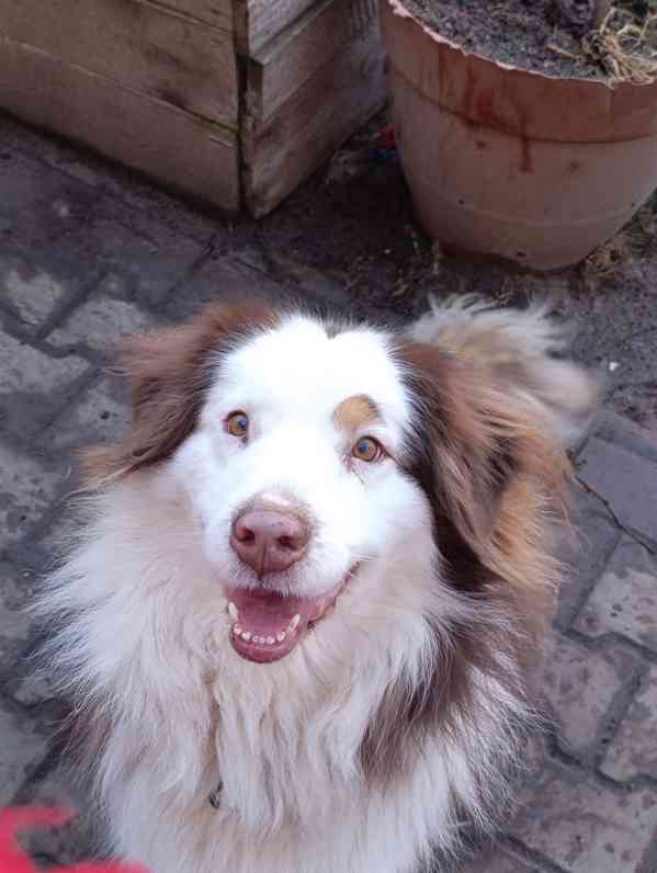 Darujeme australského ovčáka s PP  - foto 3