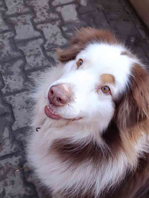 Darujeme australského ovčáka s PP  - foto 6