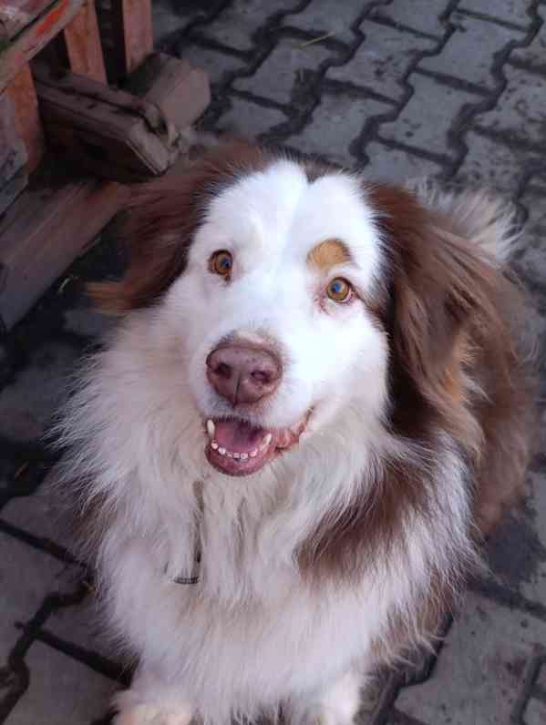 Darujeme australského ovčáka s PP  - foto 7