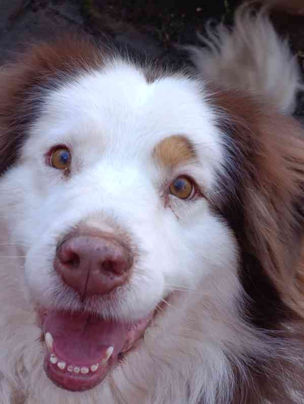 Darujeme australského ovčáka s PP  - foto 1