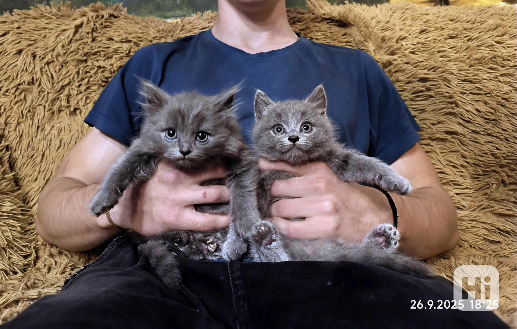 Britská modrá kočka - koťátka - foto 1
