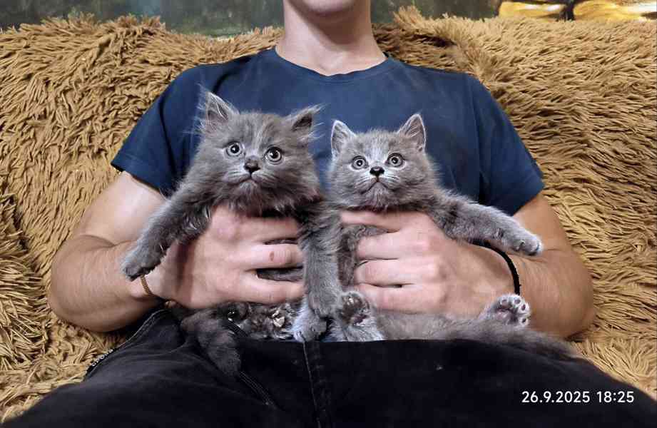 Britská modrá kočka - koťátka - foto 3