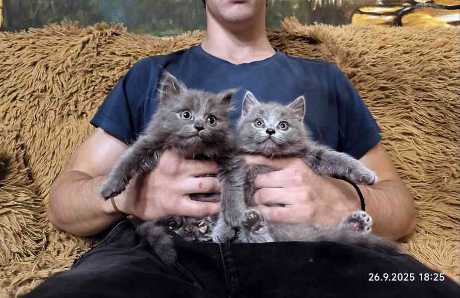 Britská modrá kočka - koťátka - foto 4