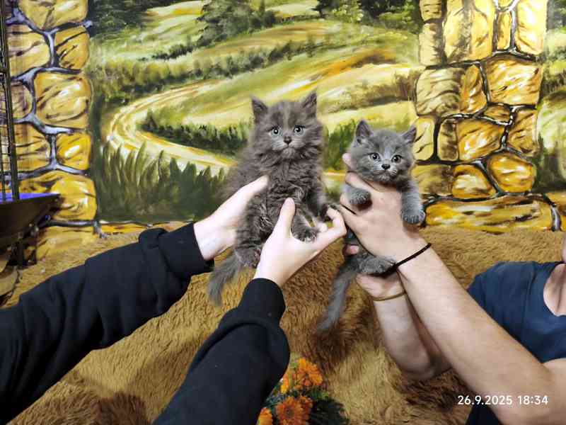 Britská modrá kočka - koťátka - foto 9