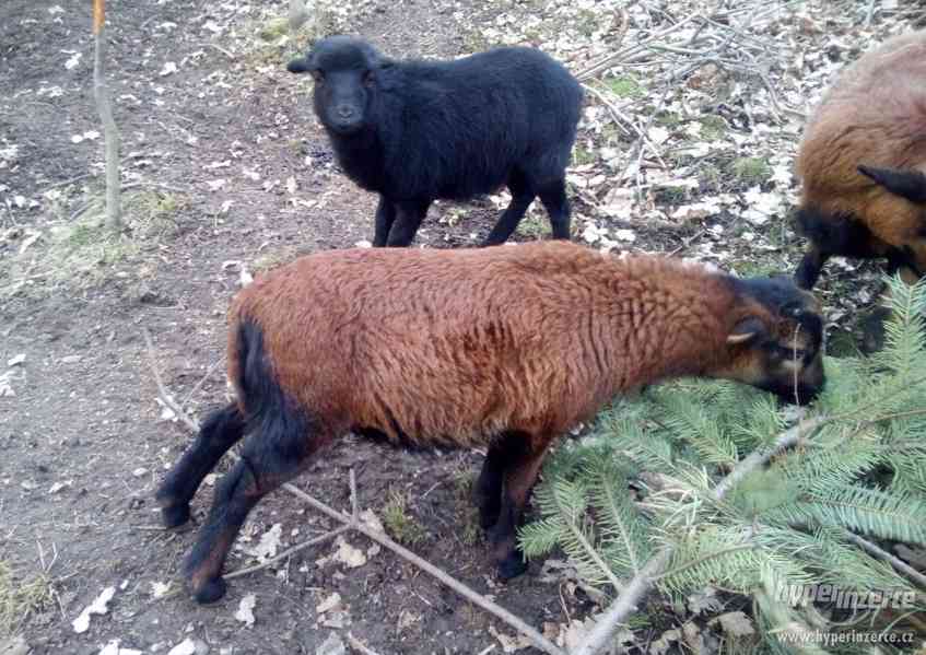 Kamerunské ovce - foto 1