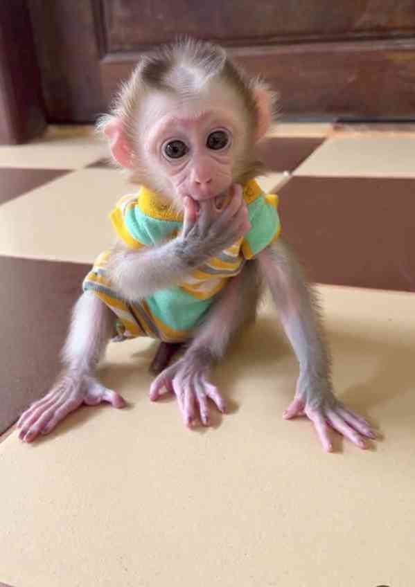 Samec a samice kapucínských opic - foto 1