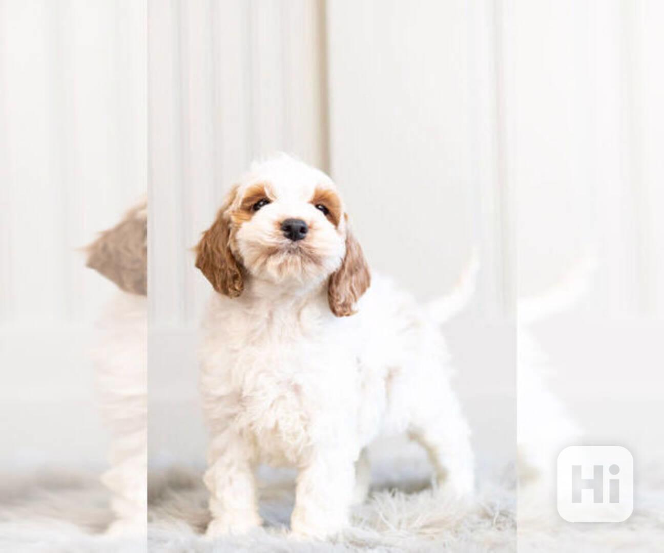 Cockapoo štěňata! - foto 1