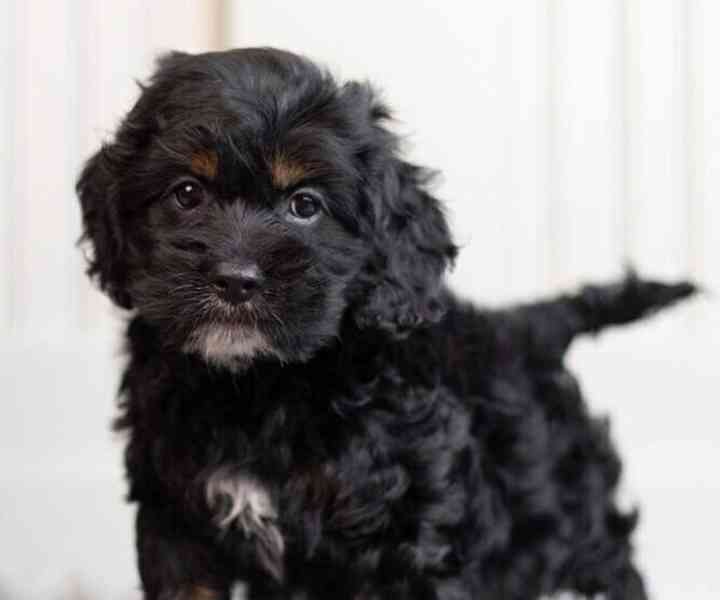 Cockapoo štěňata! - foto 2