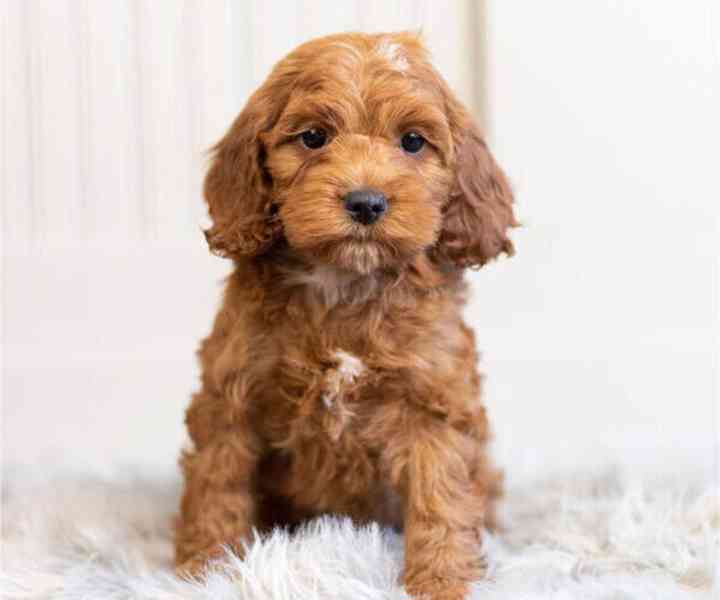 Cockapoo štěňata! - foto 3