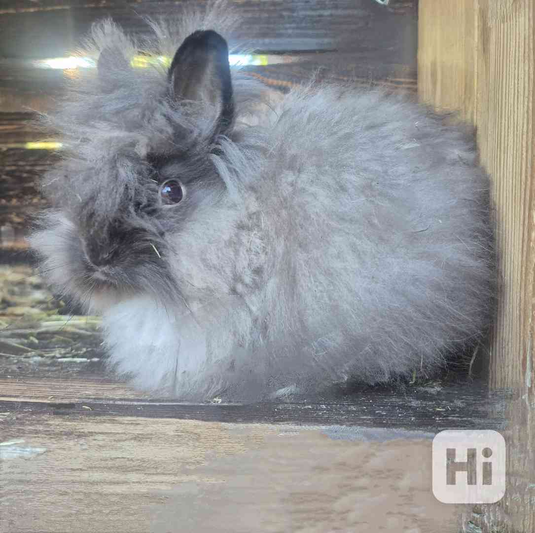 Teddy - foto 1