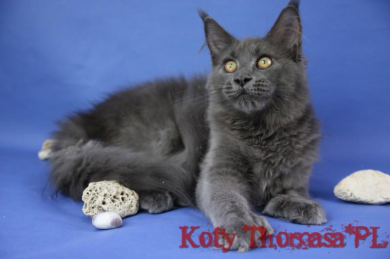 Jediná, modrá Mainská mývalí samice, Polydactyl - foto 3
