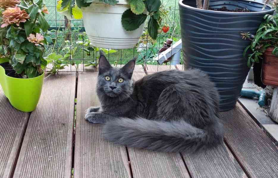 Jediná, modrá Mainská mývalí samice, Polydactyl - foto 2