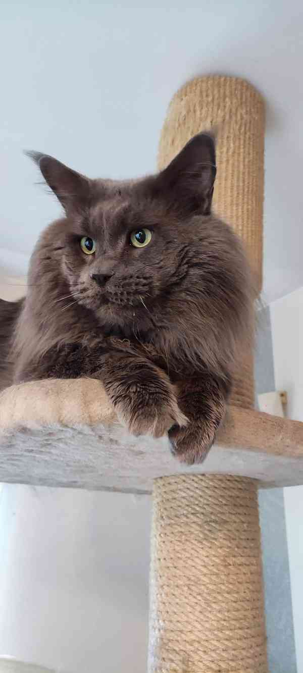 Jediná, modrá Mainská mývalí samice, Polydactyl - foto 6