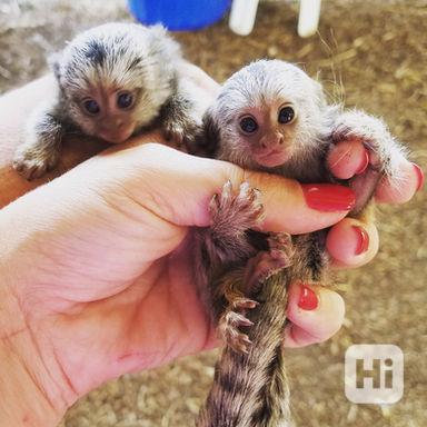 roztomilé opice marmoset k adopci - foto 1