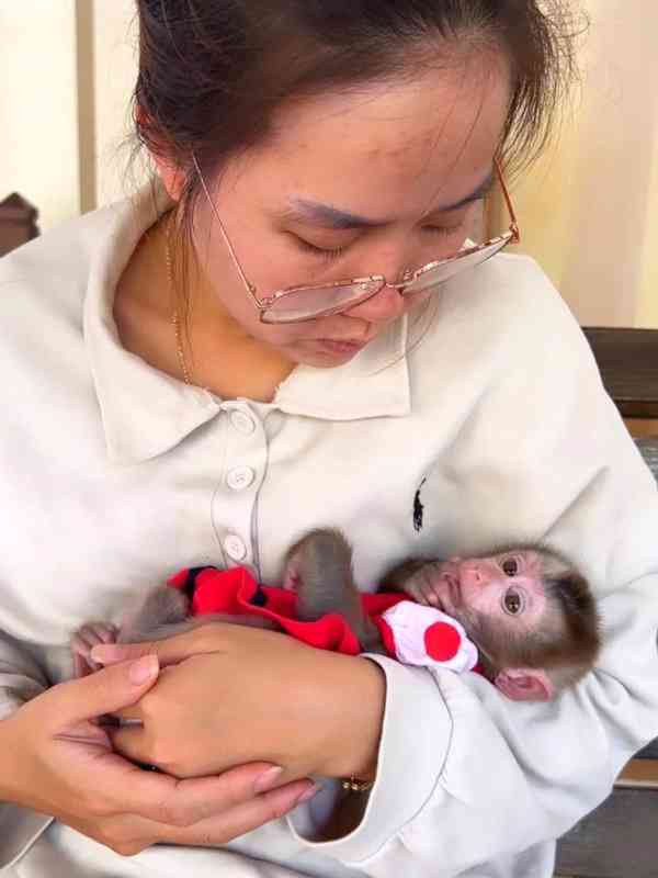 Rozkošné mládě kapucínské opice k adopci