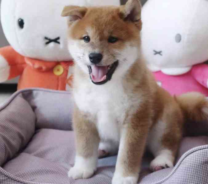 Nejkouzelnější štěňata Shiba Inu - foto 1