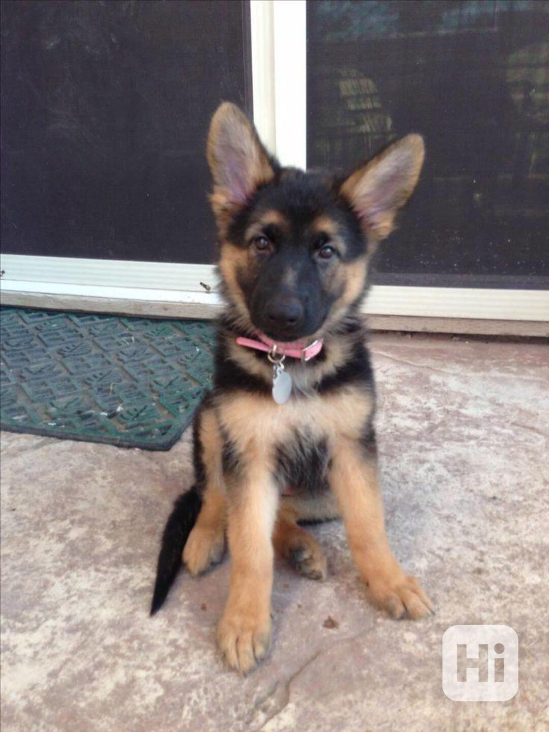 Vynikající německý ovčák - foto 1