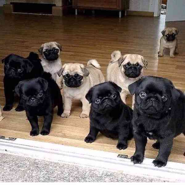 Přátelská štěňata mopse k adopci