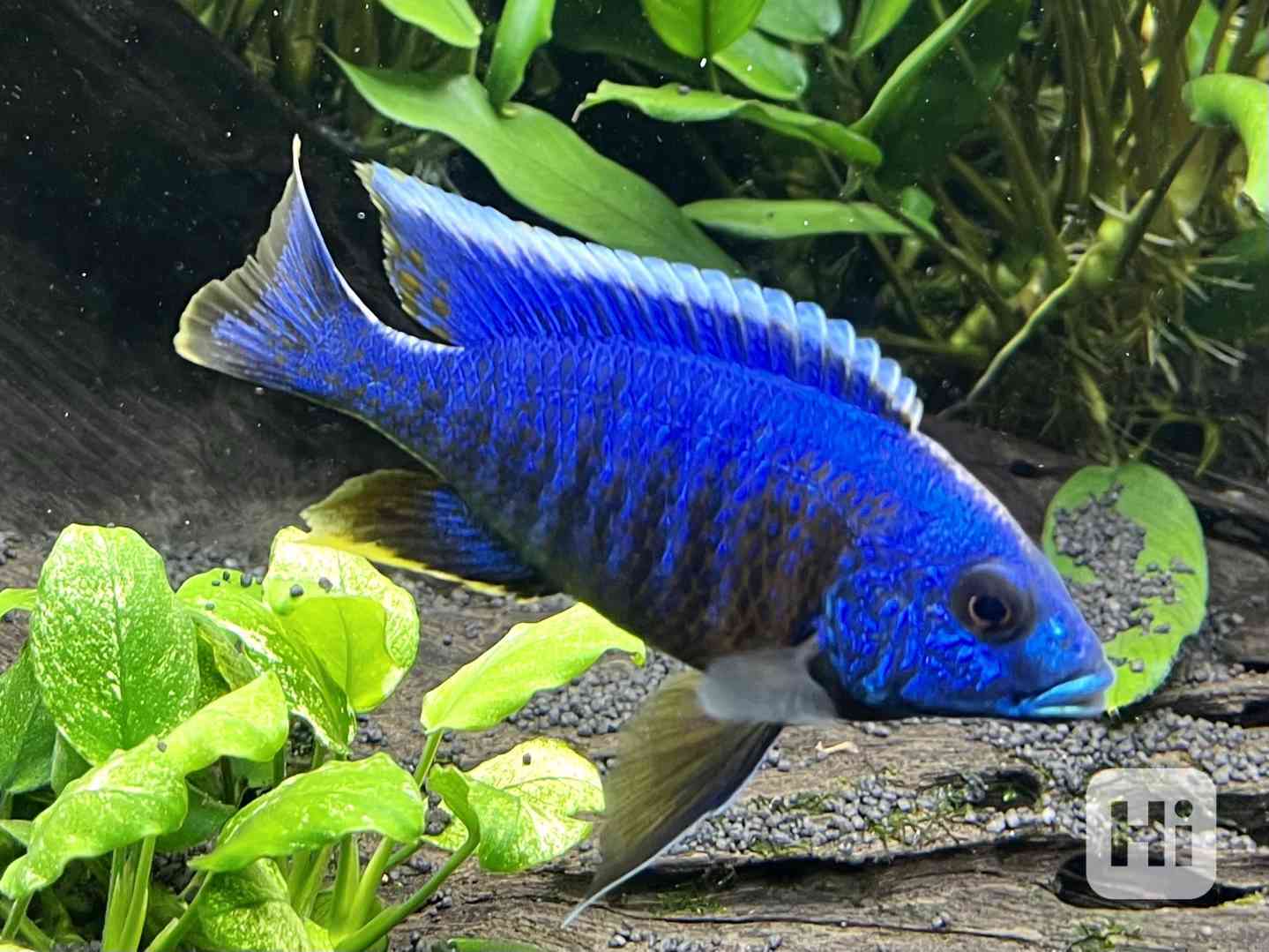 Tlamovec stuartův - foto 1