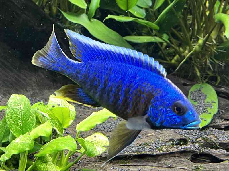 Tlamovec stuartův - foto 1