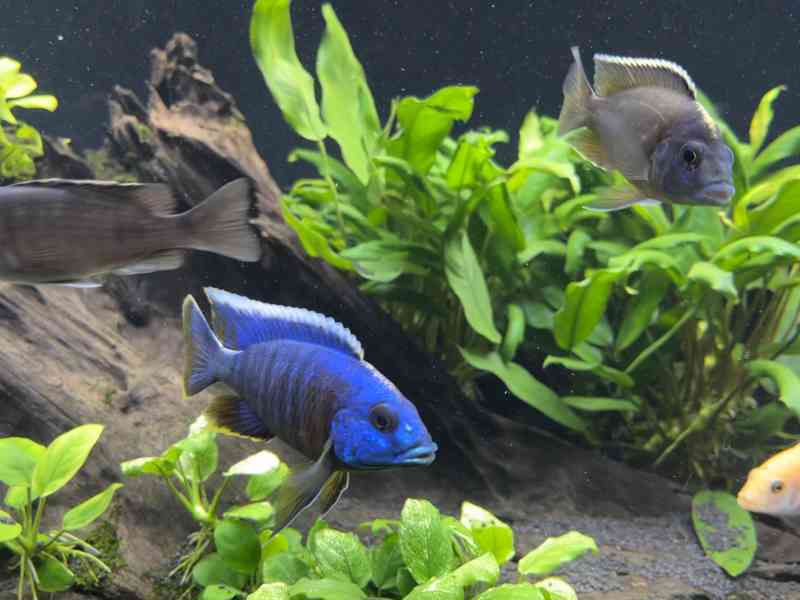 Tlamovec stuartův - foto 3