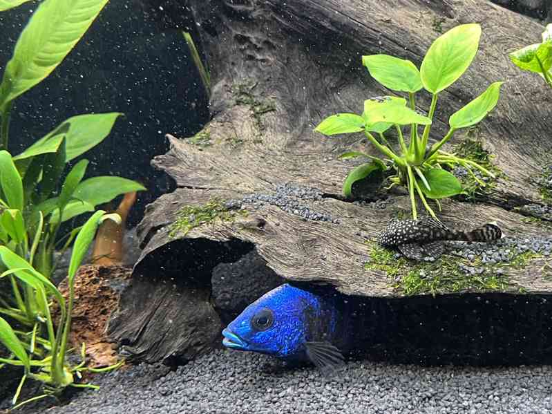 Tlamovec stuartův - foto 2