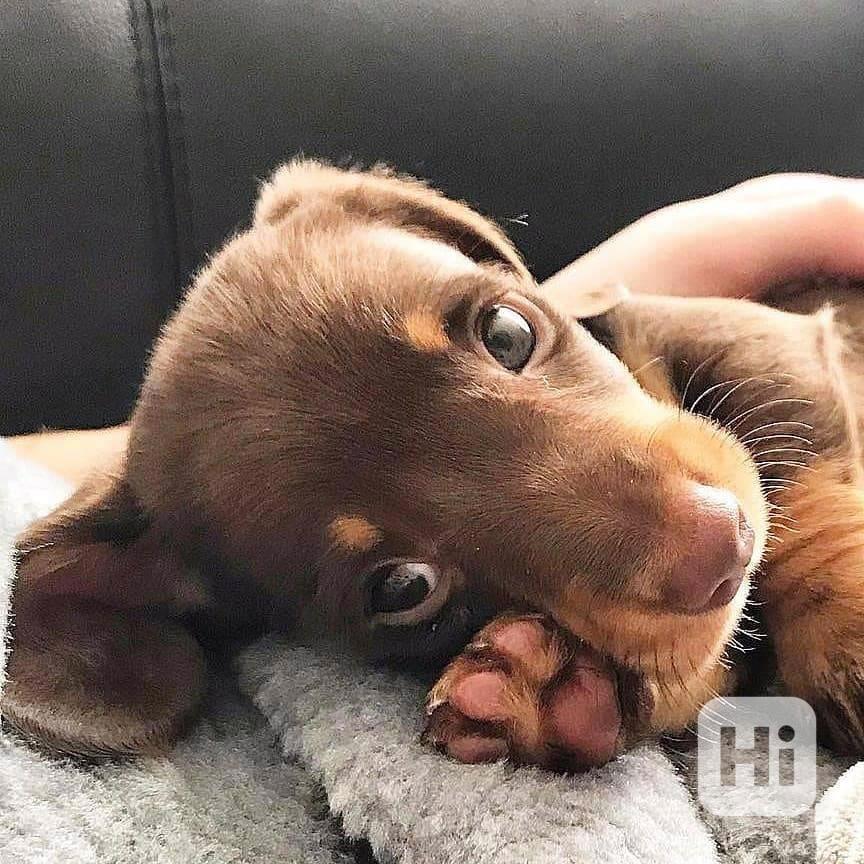 Rozkošná štěňátka jezevčíka hledají nový domov - foto 1