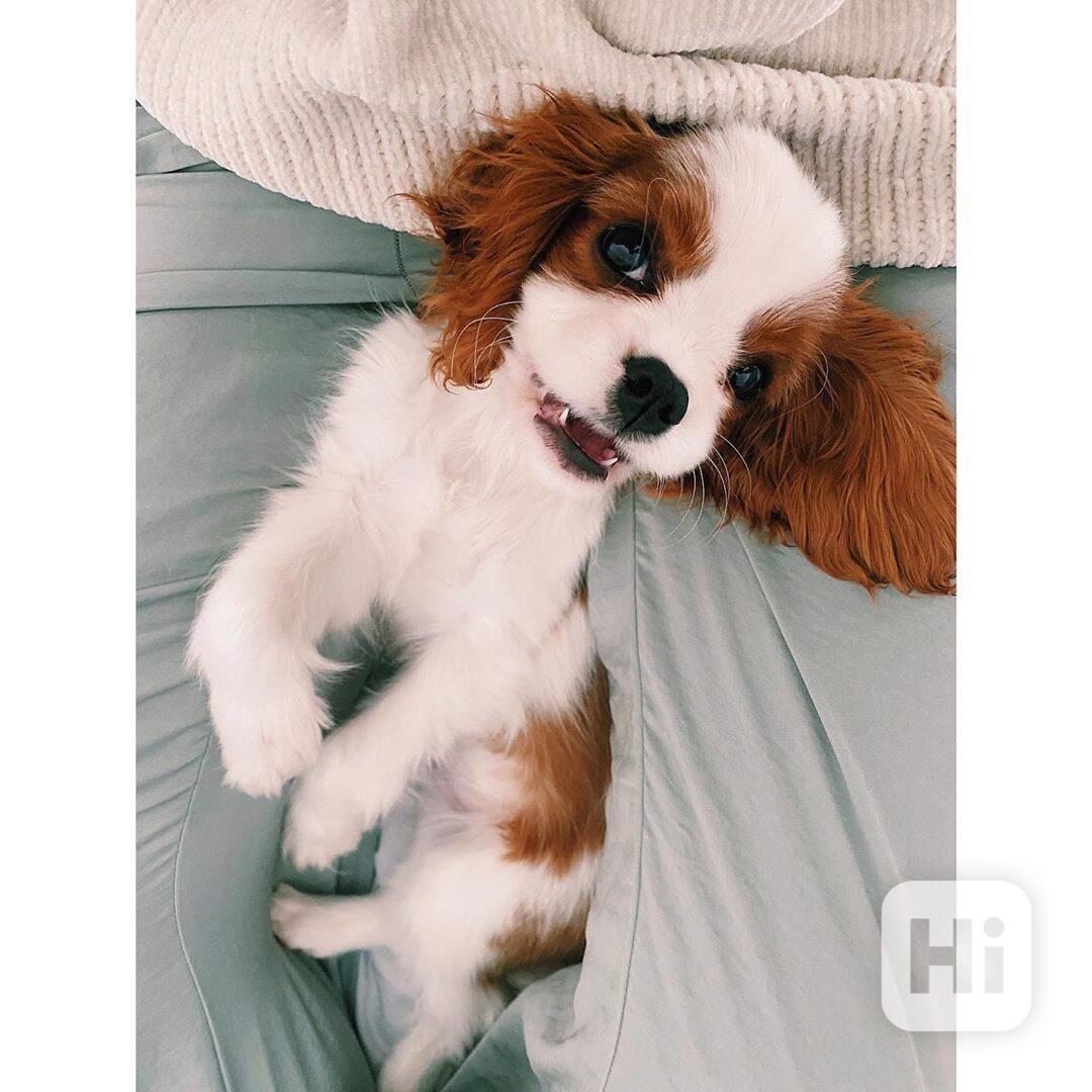 Sladký kavalír king charles španěl štěňata - foto 1