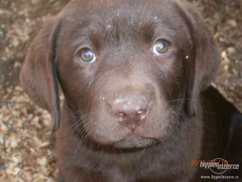 Labradorský retriever- PP čokoládová  barva - foto 1