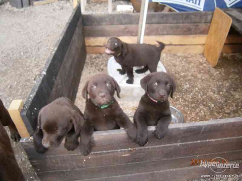 Labradorský retriever- PP čokoládová  barva - foto 2