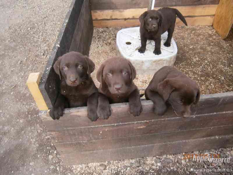 Labradorský retriever- PP čokoládová  barva - foto 3