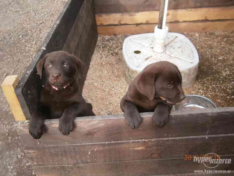 Labradorský retriever- PP čokoládová  barva - foto 4