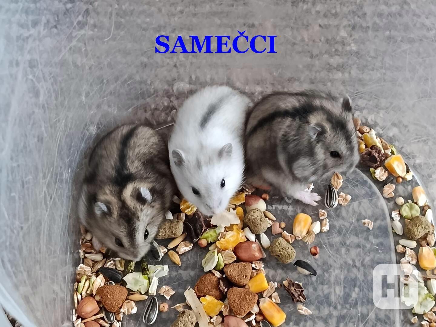 Křečík džungarský - foto 1