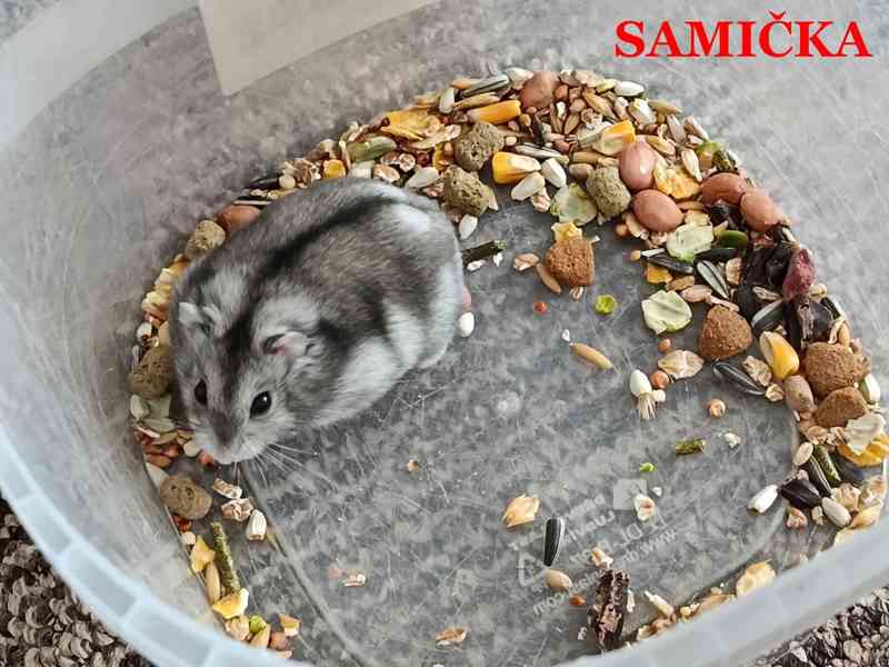 Křečík džungarský - foto 3