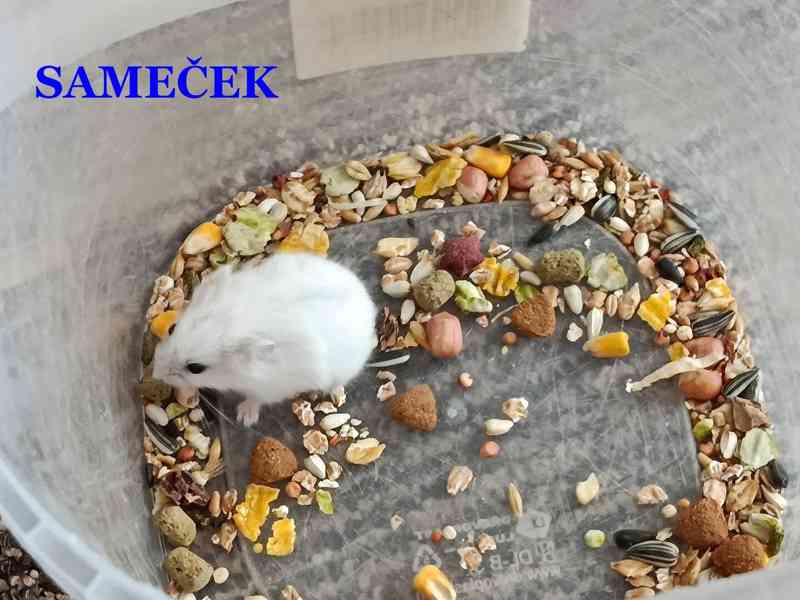 Křečík džungarský - foto 6