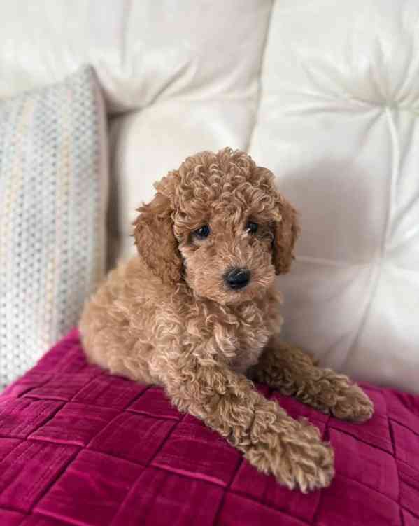 toy pudlové - foto 1
