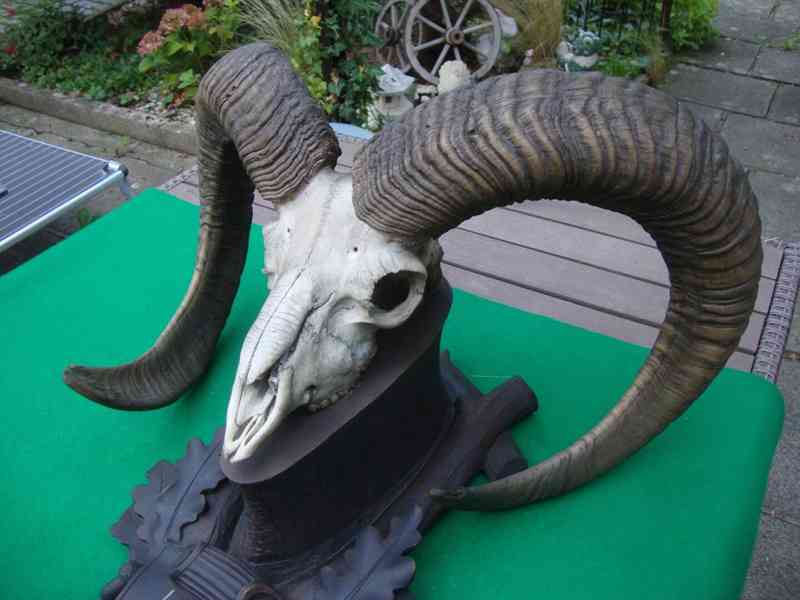 Starožitná Mufloní trofej Muflon 1912 medailové rozměry top - foto 5