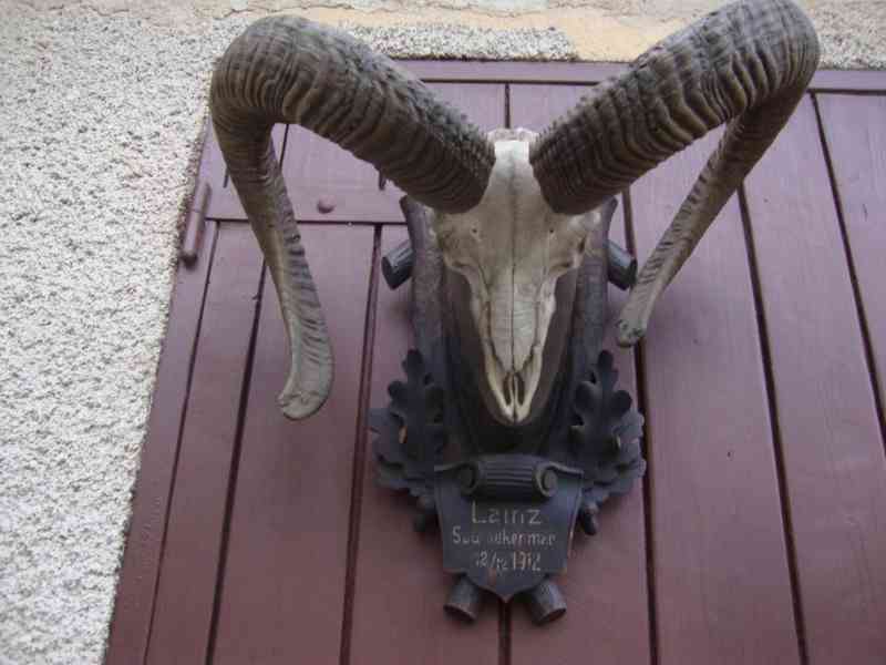 Starožitná Mufloní trofej Muflon 1912 medailové rozměry top - foto 17