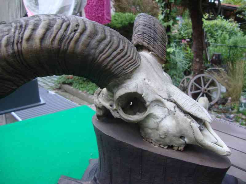 Starožitná Mufloní trofej Muflon 1912 medailové rozměry top - foto 8