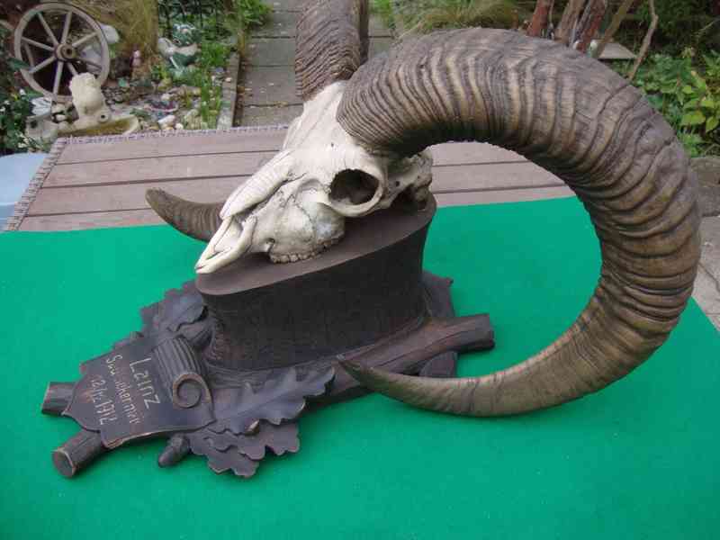 Starožitná Mufloní trofej Muflon 1912 medailové rozměry top - foto 12