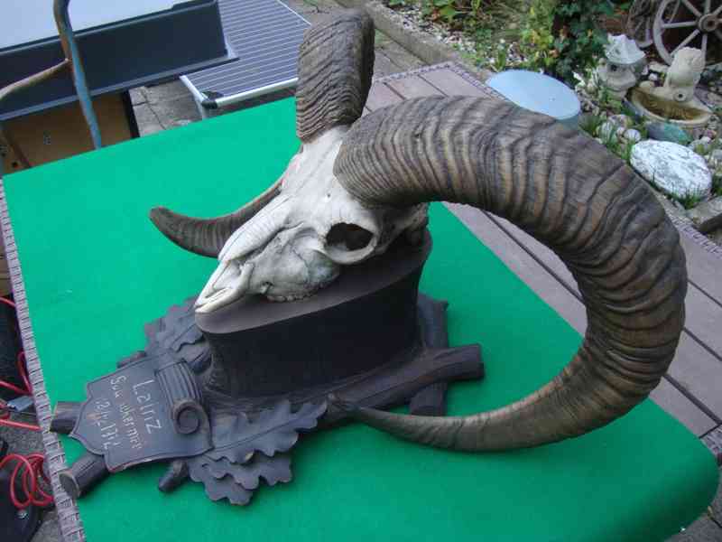 Starožitná Mufloní trofej Muflon 1912 medailové rozměry top - foto 4