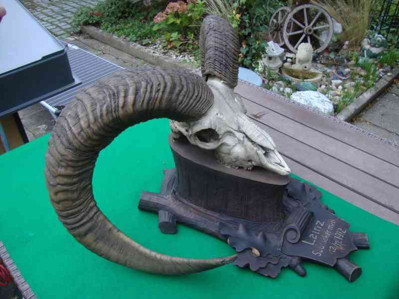 Starožitná Mufloní trofej Muflon 1912 medailové rozměry top - foto 7