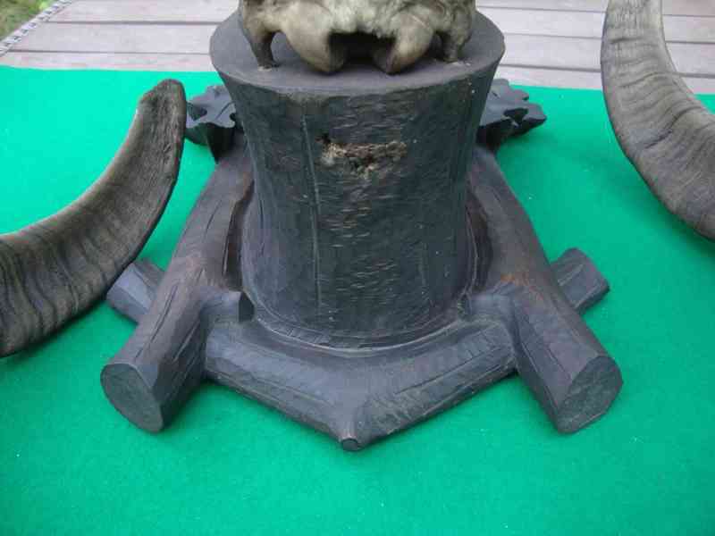 Starožitná Mufloní trofej Muflon 1912 medailové rozměry top - foto 10