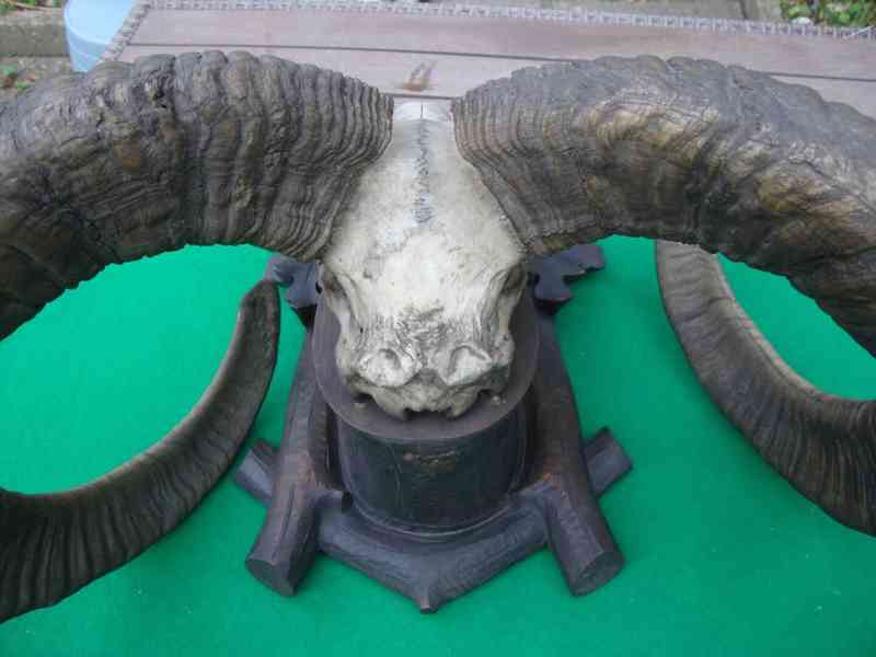 Starožitná Mufloní trofej Muflon 1912 medailové rozměry top - foto 11