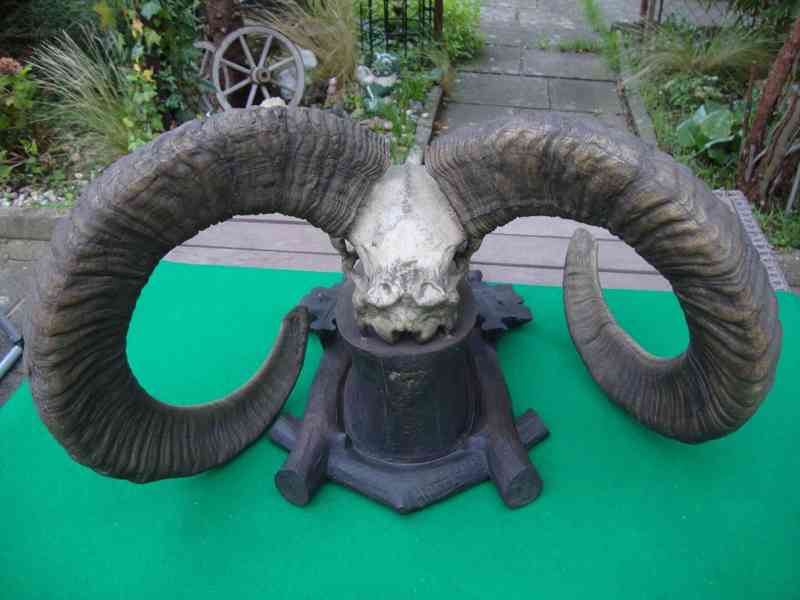 Starožitná Mufloní trofej Muflon 1912 medailové rozměry top - foto 9