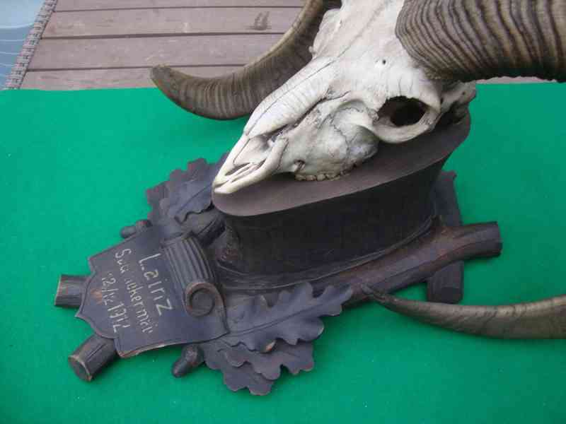 Starožitná Mufloní trofej Muflon 1912 medailové rozměry top - foto 13