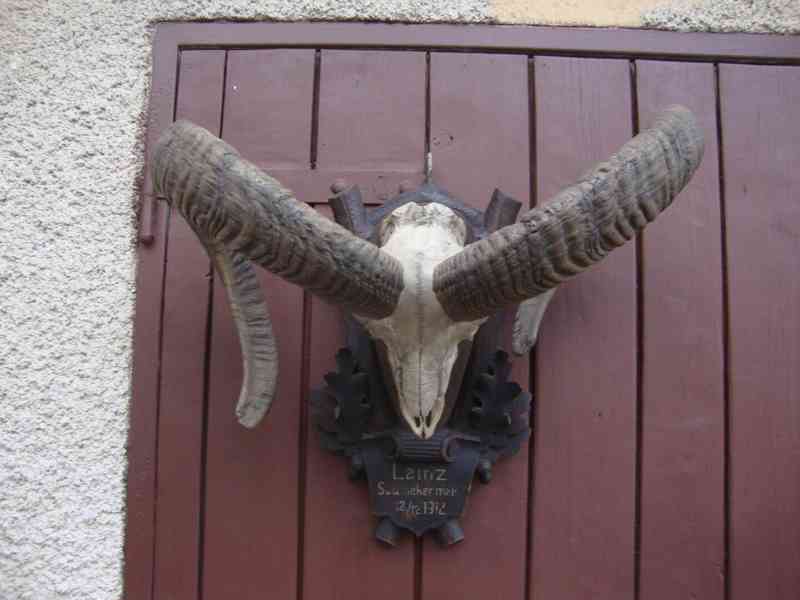 Starožitná Mufloní trofej Muflon 1912 medailové rozměry top - foto 16