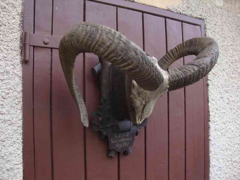 Starožitná Mufloní trofej Muflon 1912 medailové rozměry top - foto 18