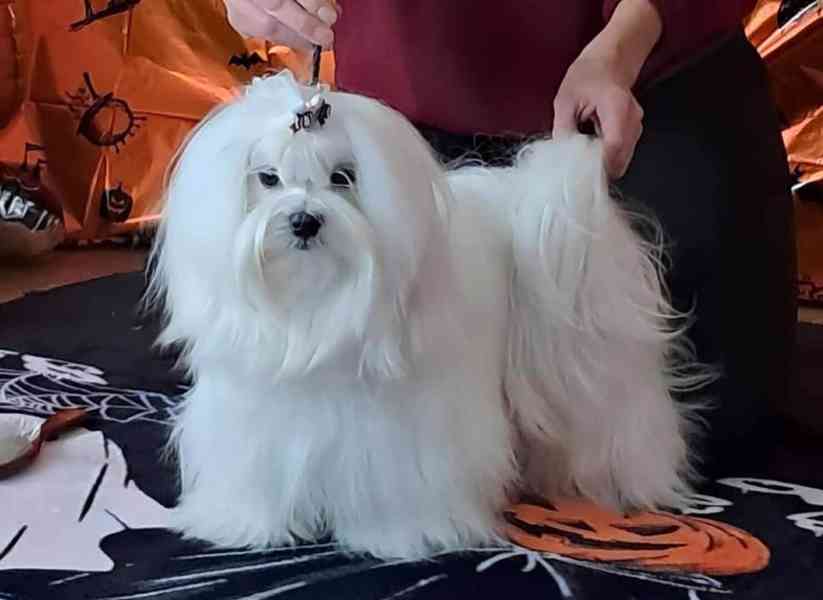 Maltézský psík s PP - foto 4