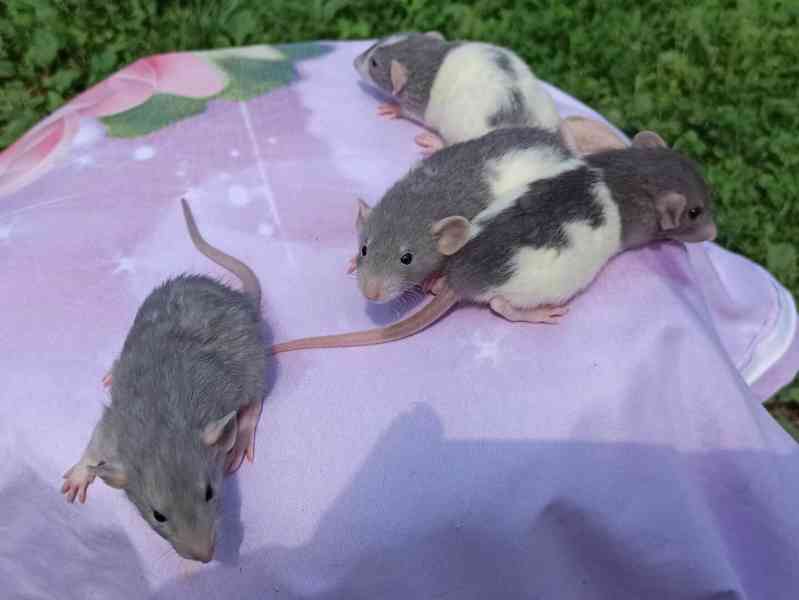 Mláďata dumbo potkánků potkani Dumbo potkan - foto 1